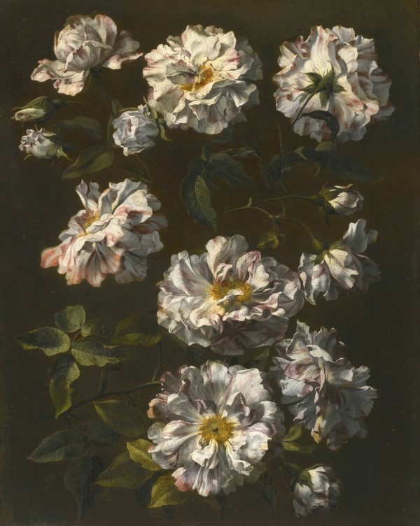 A study of striped white gallica roses Print